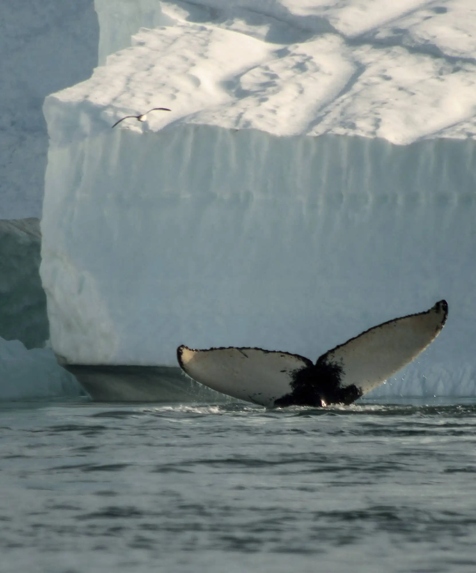 viaje-autor-groenlandia-itinerario.webp - Pangea Viajes
