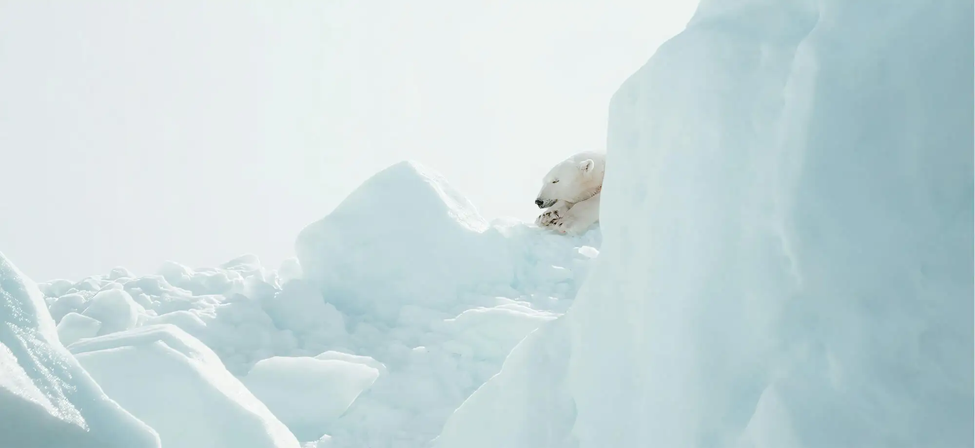 A la recerca de l'ós polar