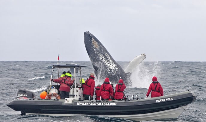 avistamiento de ballenas en las islas azores