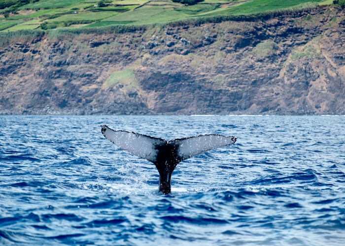 viaje-azores-ballena