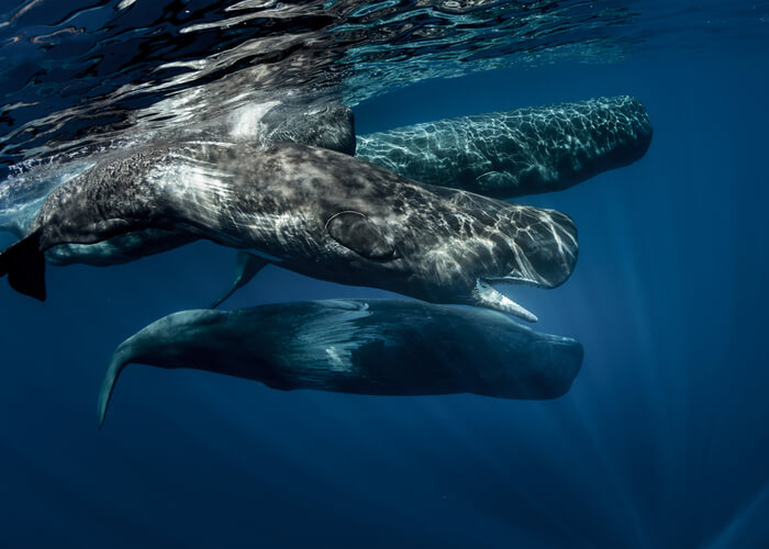 viaje-azores-cachalote