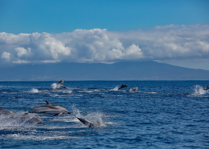 viaje-azores-cetaceos