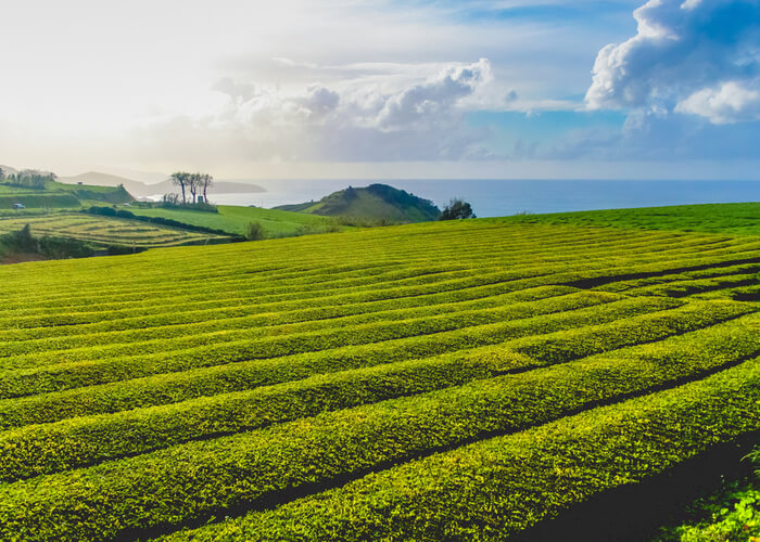plantaciones de te en las azores