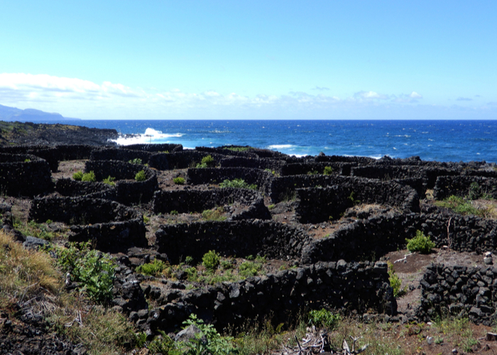 viñedos con vistas al mar en las islas azores