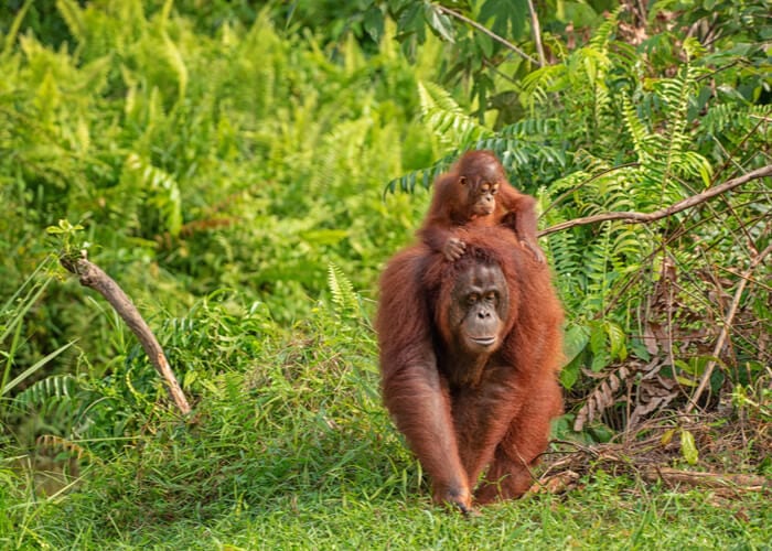 viaje-borneo-orangutanes
