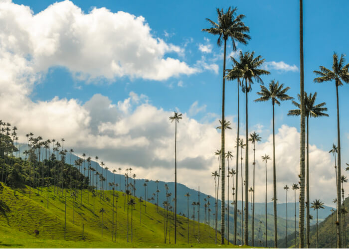 viaje-colombia-cocora
