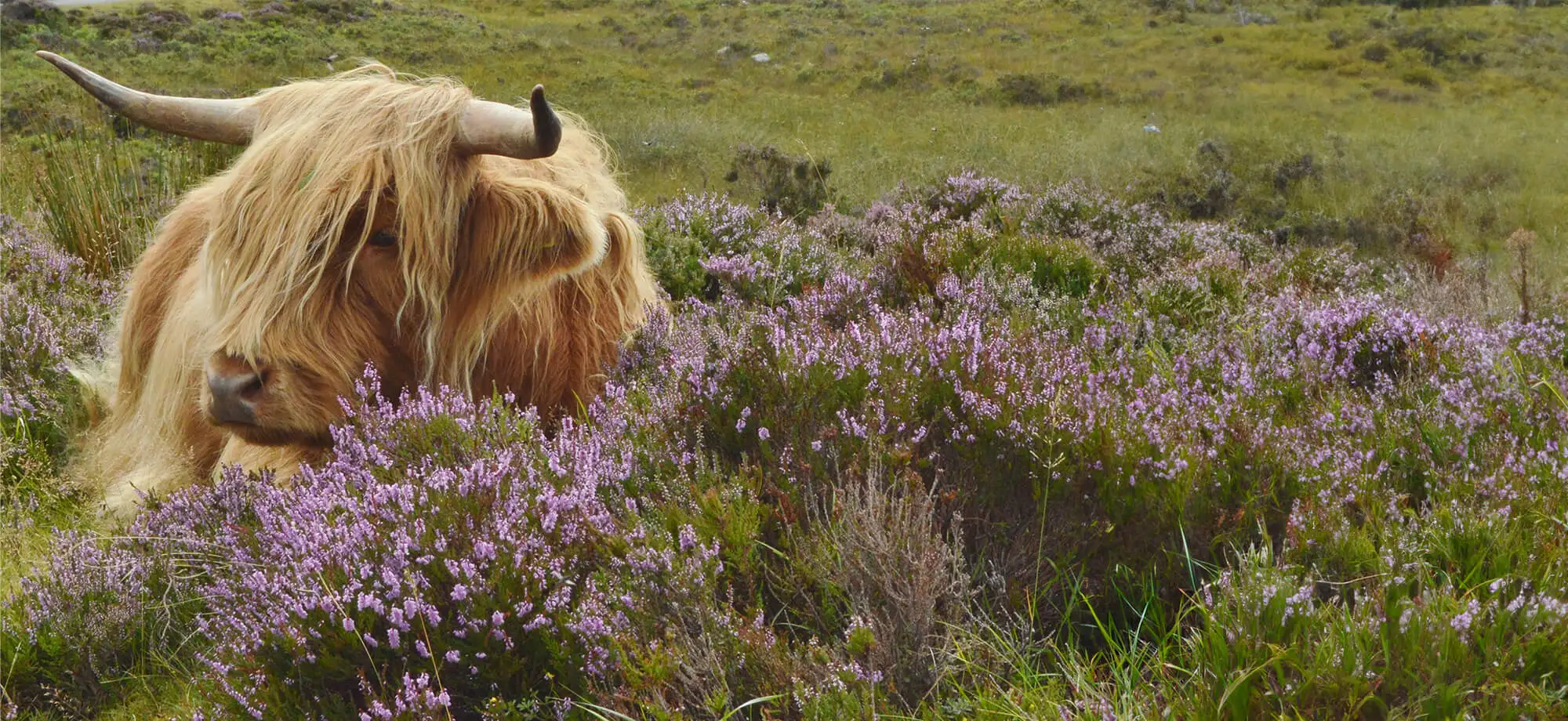 Viaje a Escocia 7 días