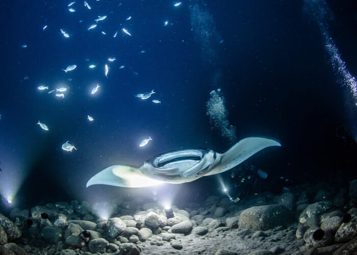 viaje-hawai-manta-raya