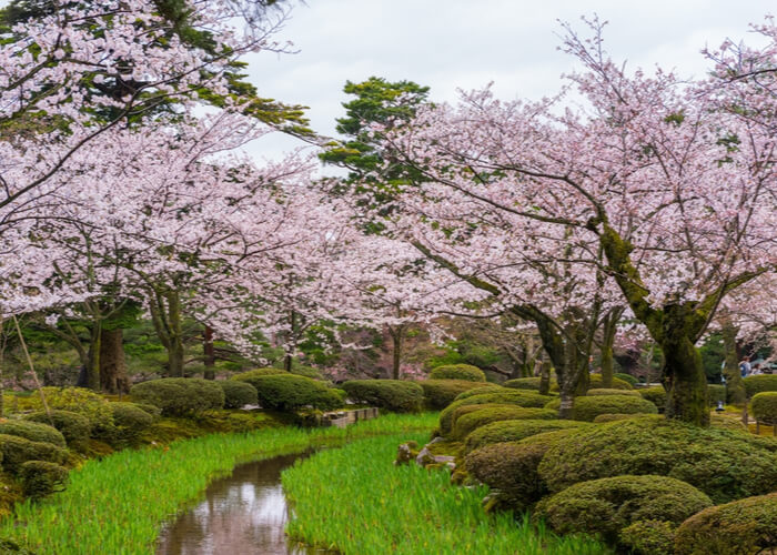 viaje_japon_floracion_cerezos_kanazawa