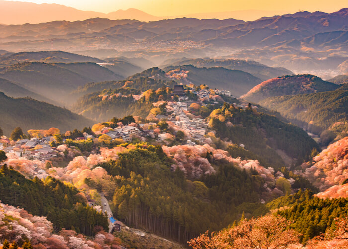 viaje_japon_floracion_cerezos_nara