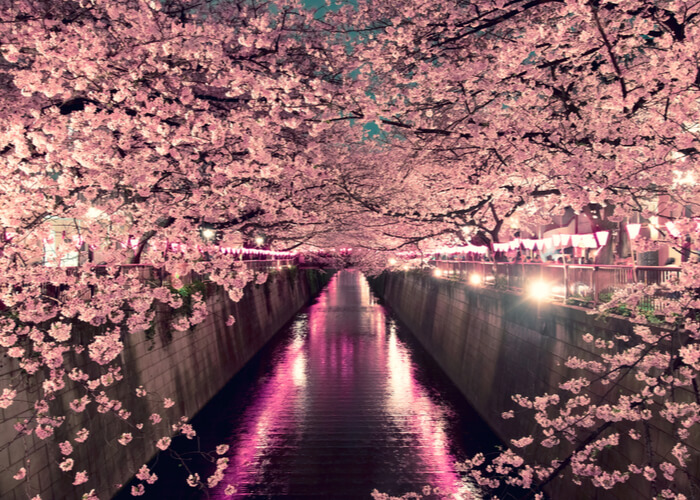 viaje_japon_floracion_cerezos_tokio