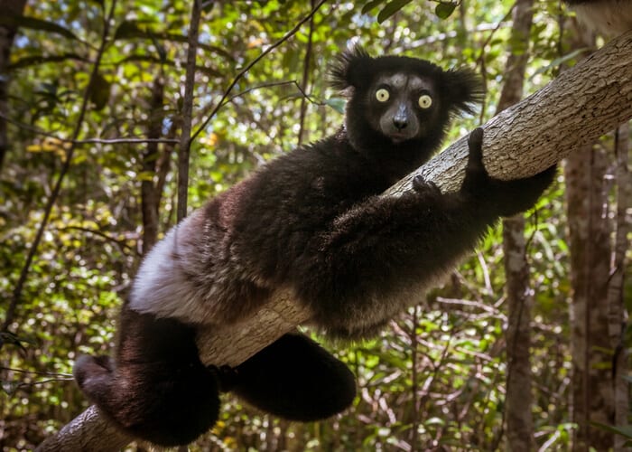 viaje-madagascar-indri-indri