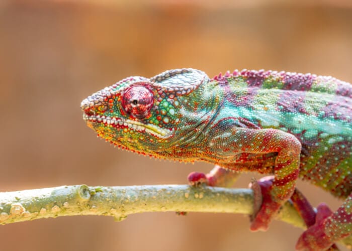 viaje-madagascar-parque-andasib