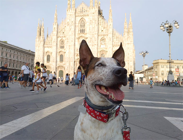 viaje-milan-perro