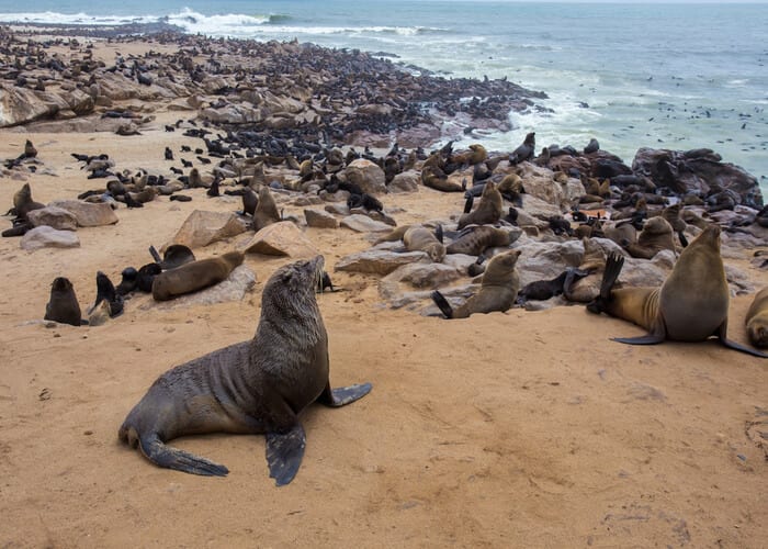 viaje-namibia-cape-cross