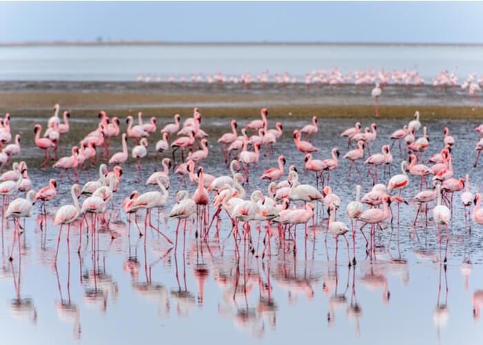viaje-namibia-flamencos-walvis