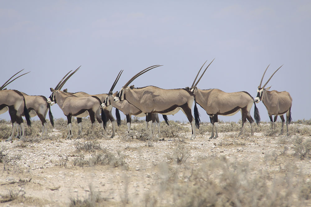 De safari en Namibia: Etosha, donde la vida salvaje viene a ti