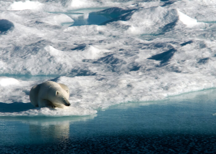 viaje-osos-polares-Baffin-canada