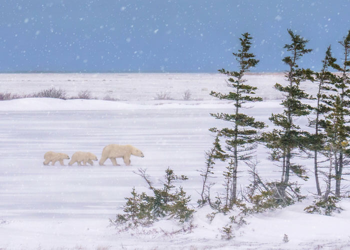 viaje-osos-polares-churchill-canada