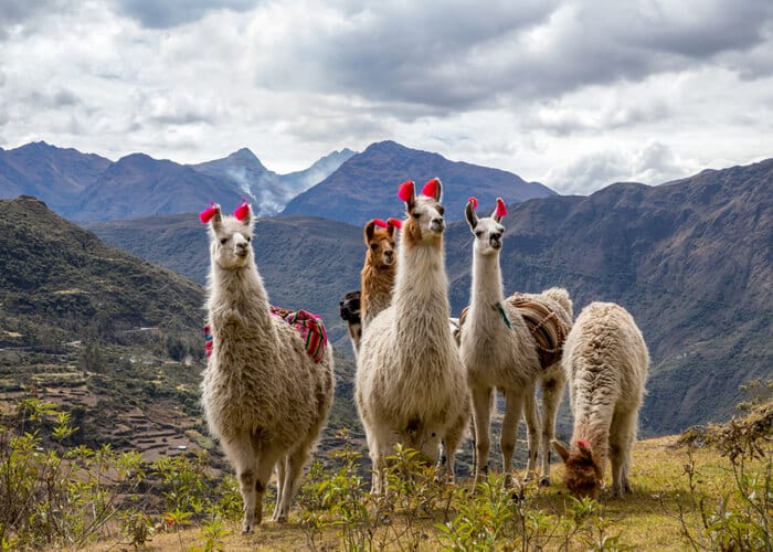 viaje-peru-llamas