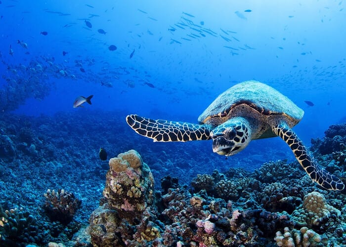 viaje-polinesia-francesa-tuamotu