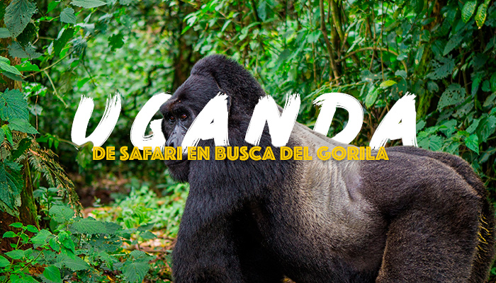 viaje-safari-uganda-gorilas
