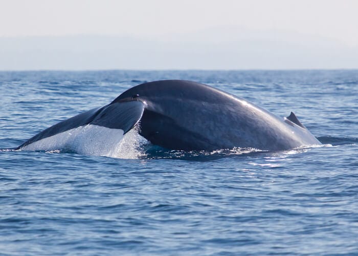 viaje-sri-lanka-ballena-azul