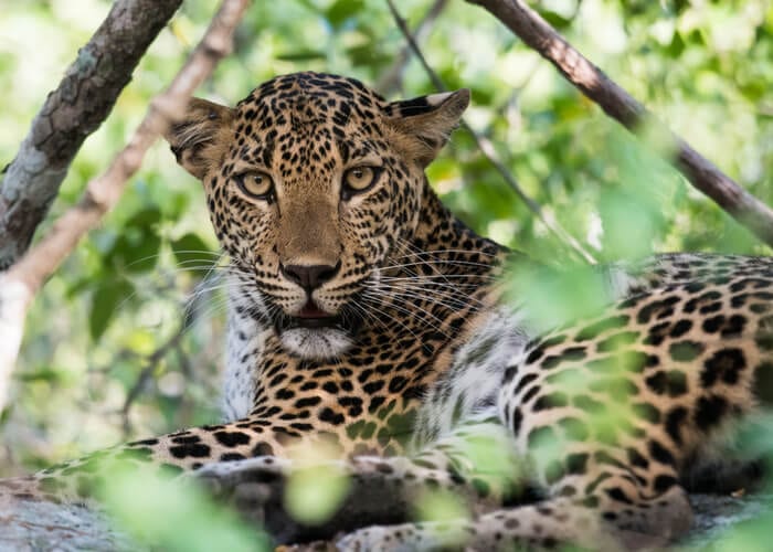 viaje-sri-lanka-leopardo