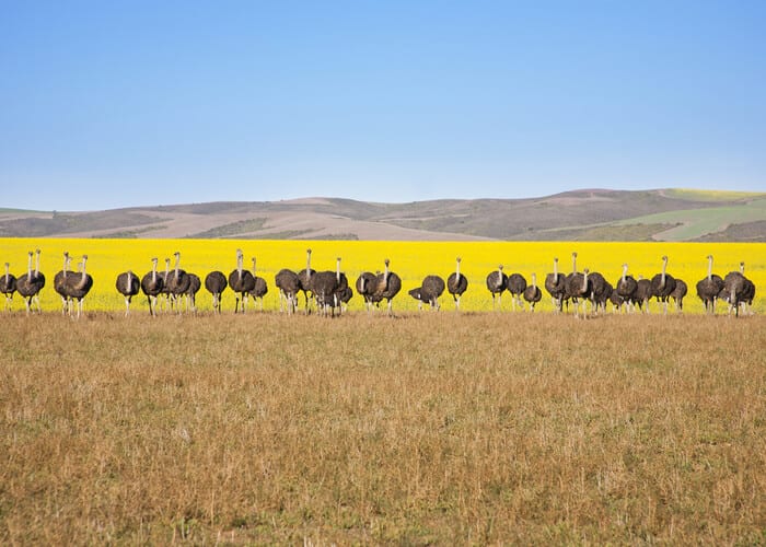 viaje-sudafrica-ruta-jardin