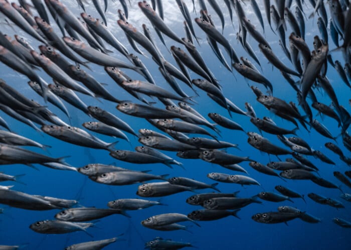 viaje-sudafrica-sardine-run