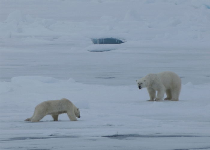 pareja de osos polares en un viaje a Svalbard