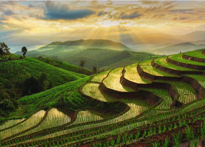 viaje-tailandia-arroz