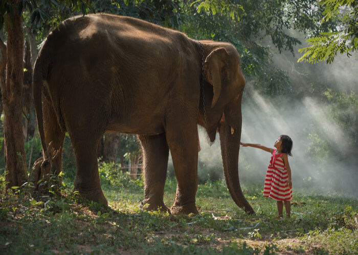 viaje-tailandia-elefante